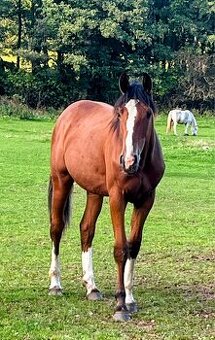 Klisnička Si Carmen