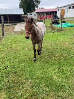 Quarter Horse - klisna