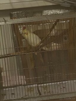 Korela Lutino mládě