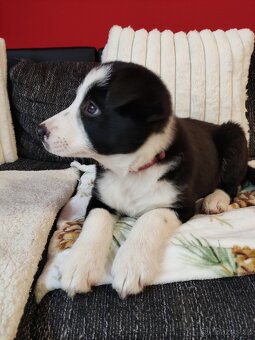 Border kolie již k odběru