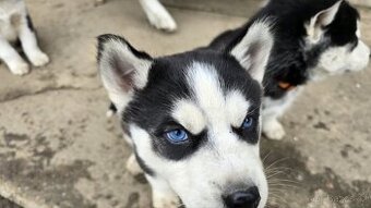 Štěňata Sibiřský husky