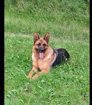 Daruji fenku Německého ovčáka