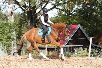 Tříletý perspektivní valach