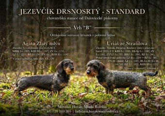 Dranosrstý jezevčík standard