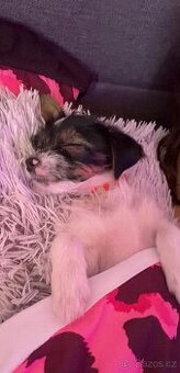 Štěně jokširského teriéra kříženého s biewerem