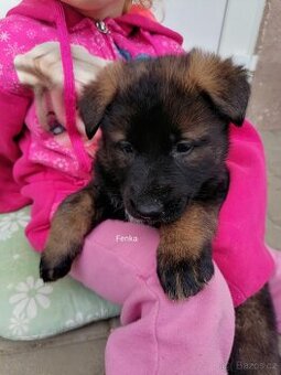 Nemecky ovčák štěňata
