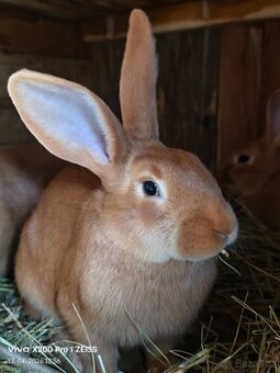 Burgundský králík