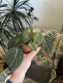 Philodendron Micans - pokojovka - 1