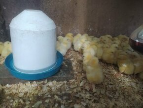 Brojlerová kuřata 14-ti denní