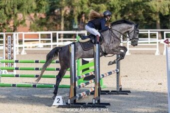 Učenlivý šiml po Hickstead White - REZERVACE