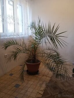 Datlová palma v. 160 cm, šířka 160 cm