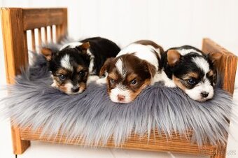 Biewer a Biro Yorkshire Terrier s PP, Jorkšír terier s PP