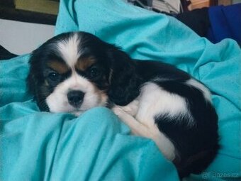 Kavalír king charles španěl - 1