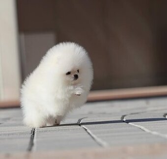 Pomeranian mini