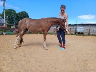 Pony hrebeček