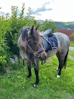 Pony valach WPB