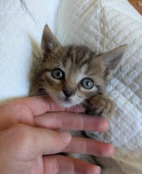Peanut