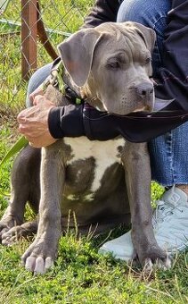 Pejsek American bully XL s PP