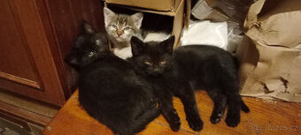 DARUJEME koťátko, kotě, kocourka, kočičku, koťátka