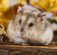 Křeček Džungarský