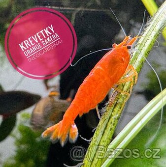Orange Sakura (neocaridina)