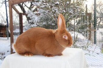 Turnézský zlatý s PP - střední plemeno