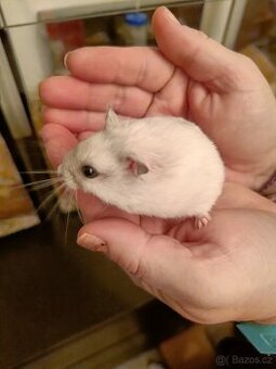 Křeček Džungarský