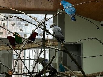 Kúpim eklektus roratus polychloros