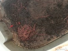 Kalifornské žížaly do vermikompostéru - 1