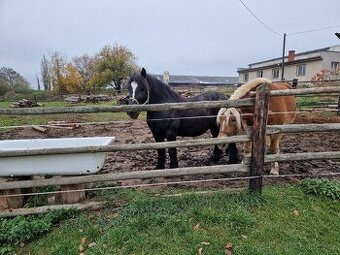 Chladnokrevny valach