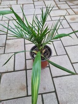 Prodám palmičky a opuncie