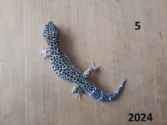 Samečci roku 2024 a 2025