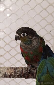 Pyrura červenobřichý ( perlata )