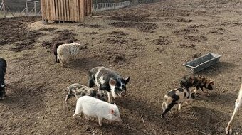 Prasátka Kune kune.