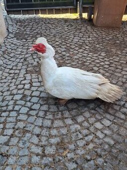 Vymenim kacera pizmoveho