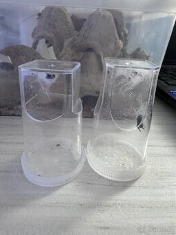 Prodám skákavky za symbolickou cenu