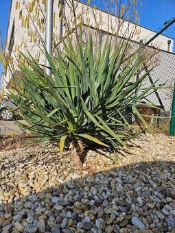 Yucca gloriosa - stromková juka