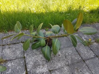 Ficus 2 větve - 1
