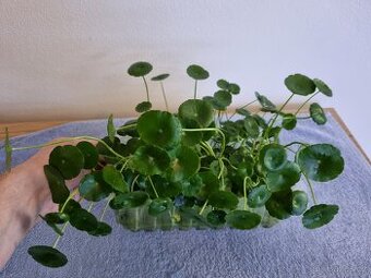 Prodam Hydrocotyle Vulgaris a Hydrocotyle Tripartita - 1