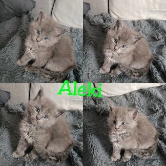 Mainská mývalí koťátka