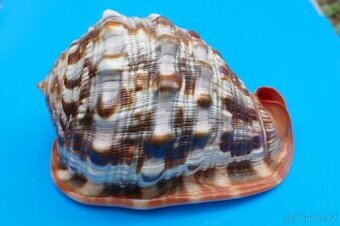 Cypraecassis rufa XXXL