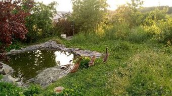 Indický běžec - 1