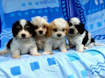 Cavapoo maltipoo