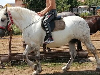 Percheron na predaj