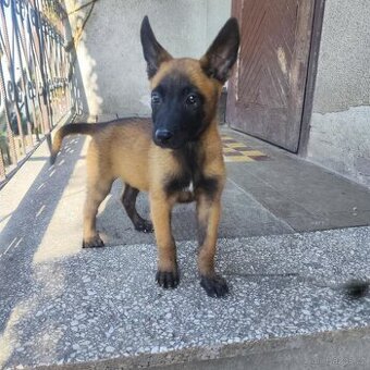 Belgický ovčák Malinois - 1