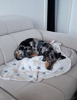 Fenka blue merle jezevcik