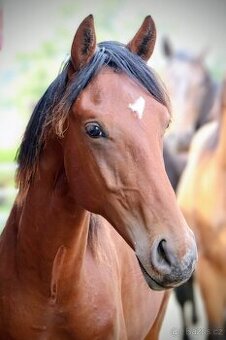 1,5 lety hřebeček do sportu