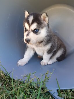 Sibirsky husky