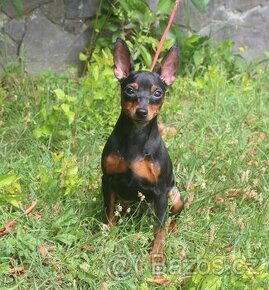 Miniatúrny pinč(Trpasličí pinč ), fenka s PP