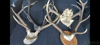 Parohy trofejní na zeď